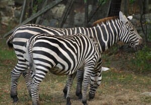 striped zebras